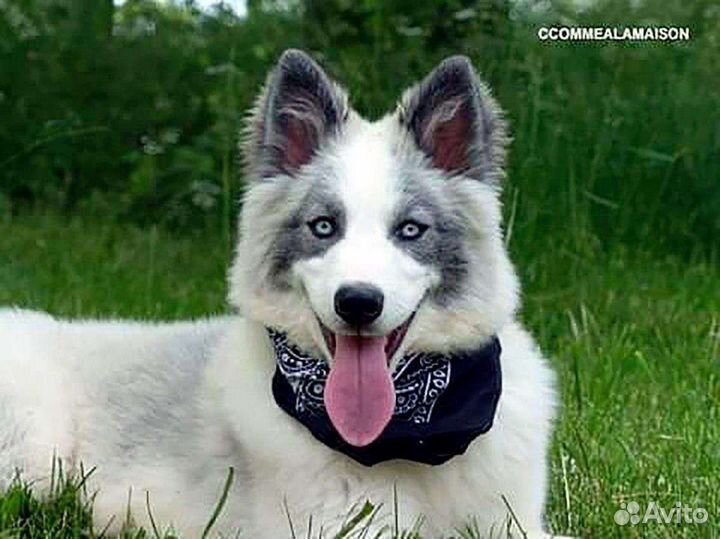 Предлагается для вязок рыжий кобель Якутской лайки