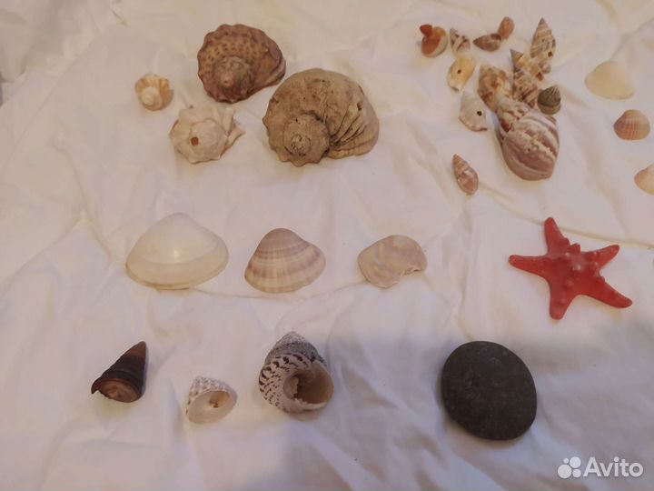 Набор ракушек для творчества