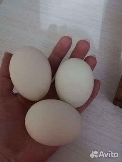Инкубационное яйцо индоутки