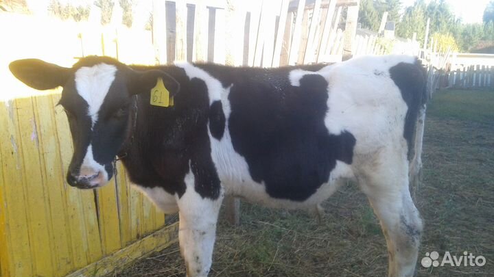 Бычок 5 месяцев