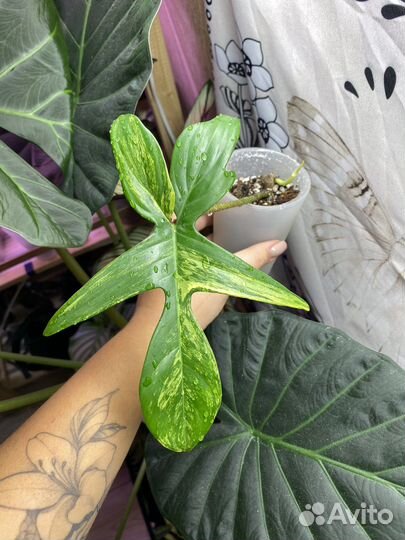 Филодендрон magic mask