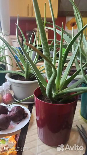 Алоэ вера растение