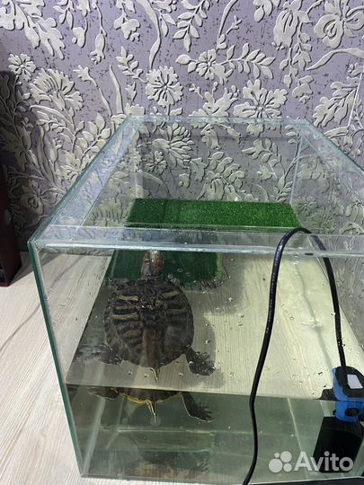 Черепаха с аквариумом