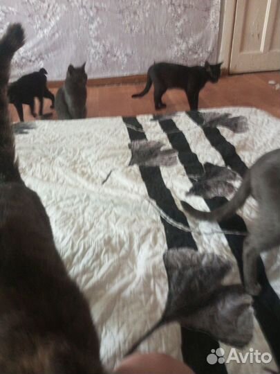 Отдам кошек в связи с переездом