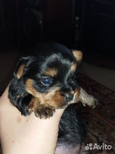 Йоркширский терьер