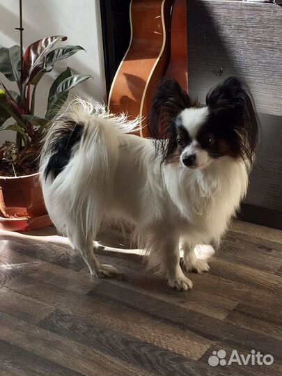 Вязка папийон (папильон)