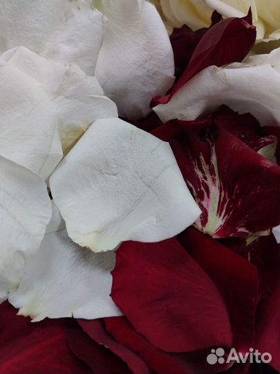 Лепестки роз