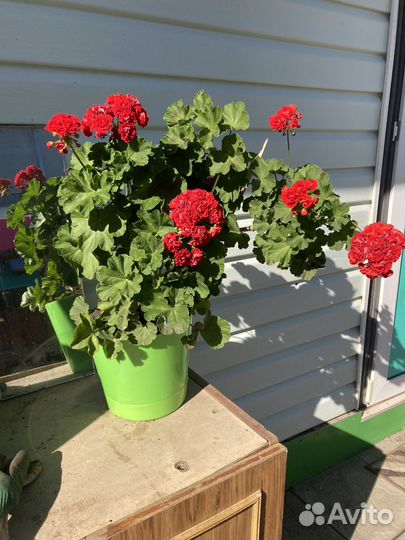 Пеларгония герань