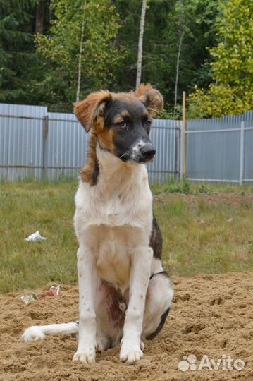 Мальчик Дон ищет дом