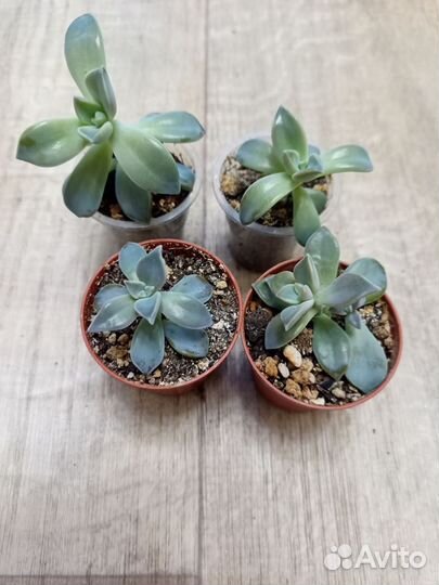 Суккуленты 1