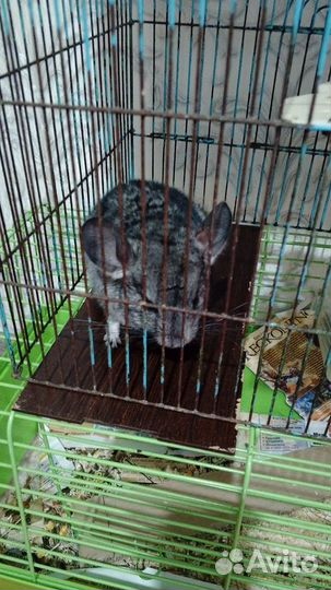 Продам шиншиллу