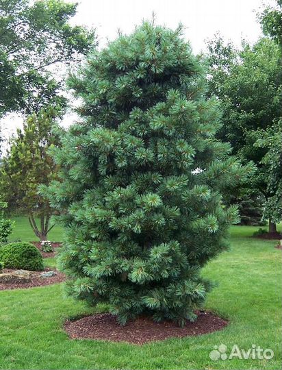 Кедр Корейский.Маньчжурский