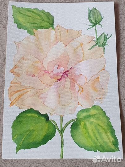 Цветы пионы