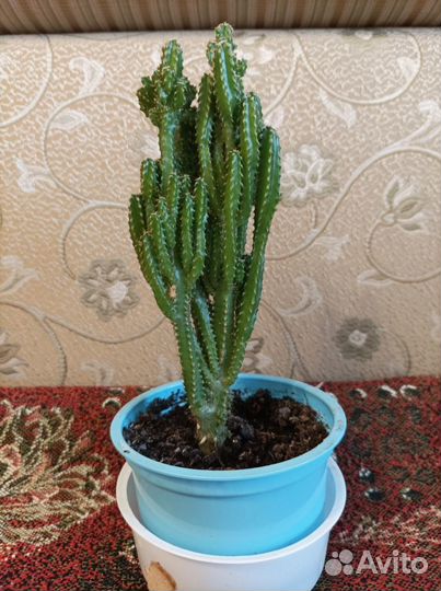 Кактус Цереус Перуанский Монстрозный