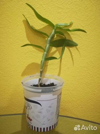 Орхидея дендробиум