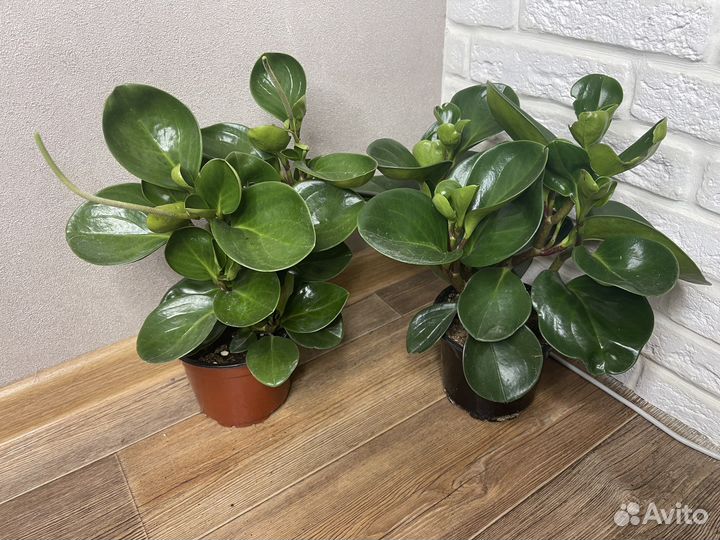 Пеперомия туполистная комнатеые цветы