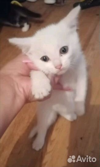 Котята ищут дом