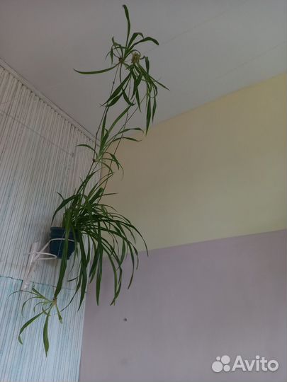 Хлорофитум