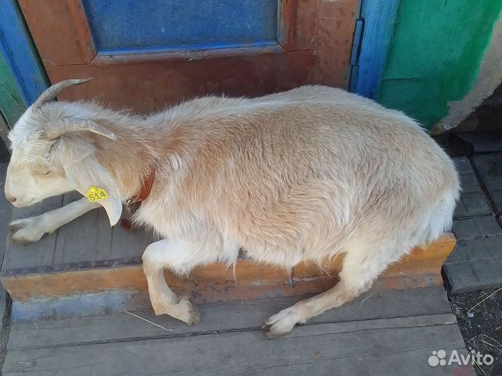 Коза дойная