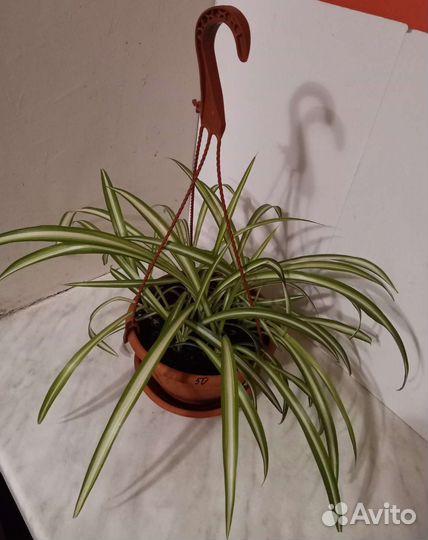 Хлорофитум полосатый