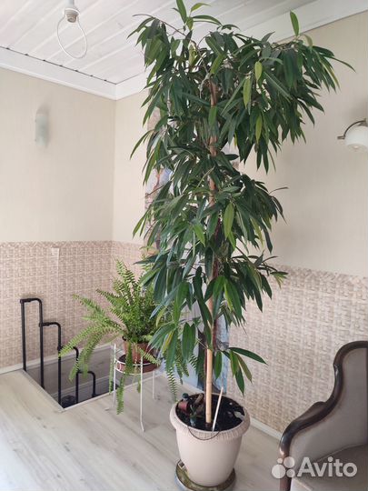 Фикус Али Амстел Кинг кактус эхинопсис