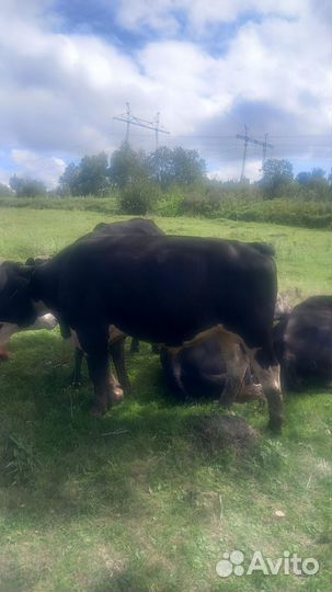 Продам бычков и тёлок