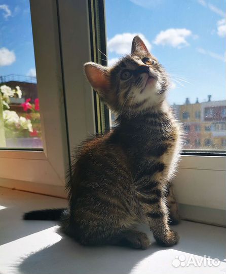 Котёнок в добрые руки бесплатно