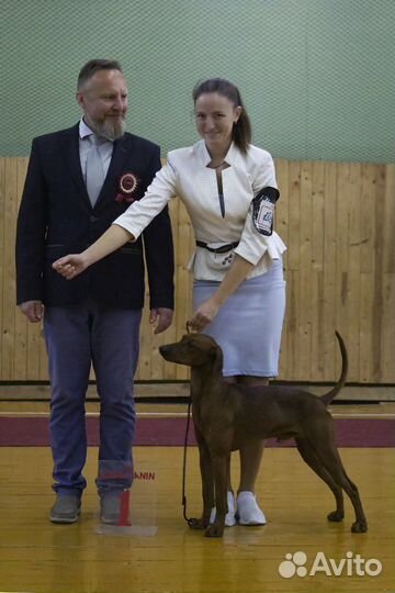 Немецкий Пинчер