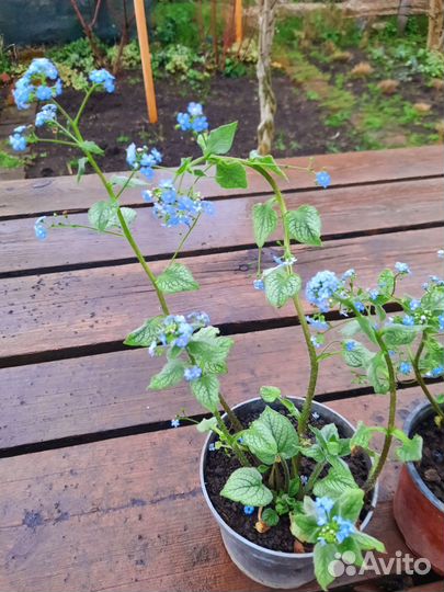 Бруннера 2 сорта