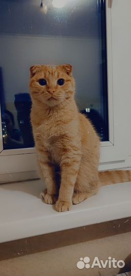 Шотландская