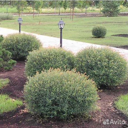 Кустарники для сада