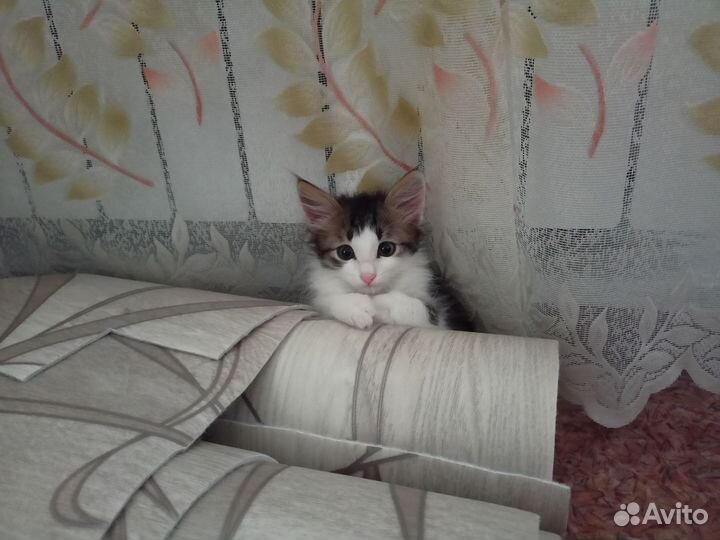 Отдам котенка