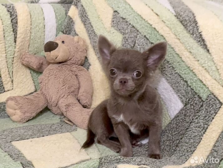 Щенки чихуахуа мини. Лиловый мальчик