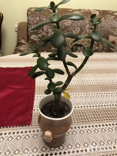 Денежное дерево толстянка