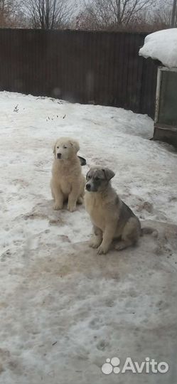 Щенки сао