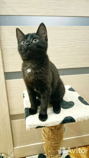 Котёнок девочка