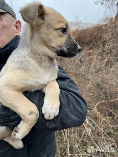 Щенок-лапочка ищет дом