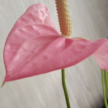 Антуриум Мужское счастье Розовый