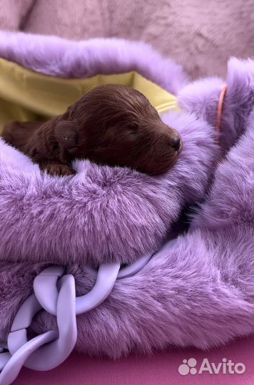 Тикап тедди пудель микро teacup teddy poodle