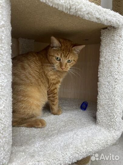 Кошка Маруся в добрые руки