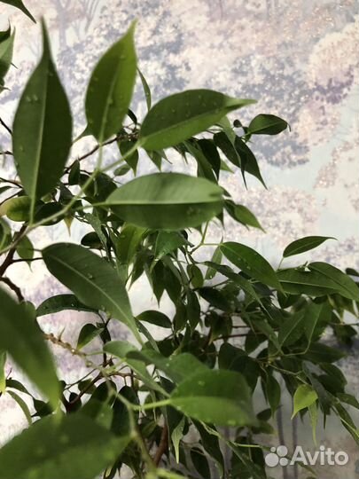 Фикус бенджамина 1 метр