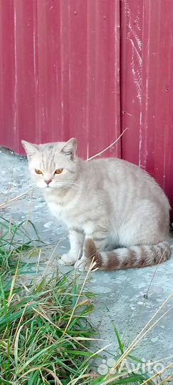 Кошечка в добрые руки