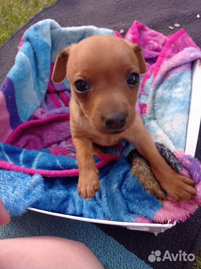 Маленькая собака