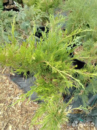 Можжевельник