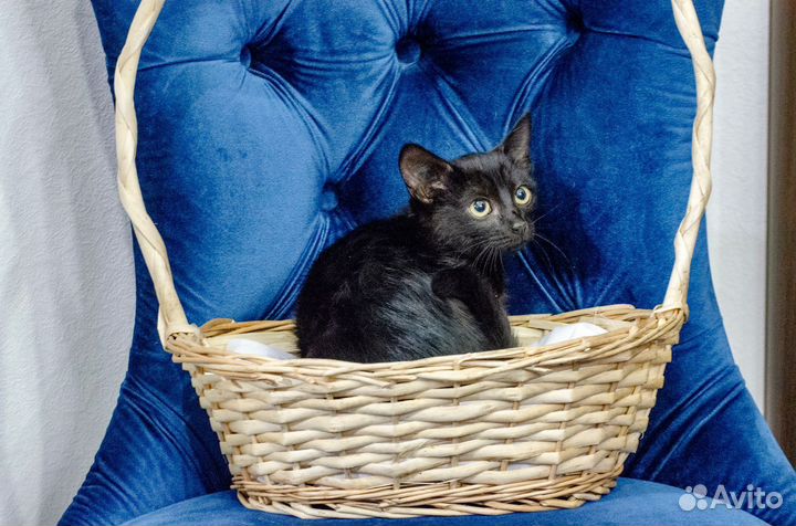 Котята в добрые руки 2 месяца