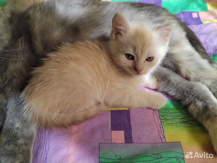 Кошки породистые