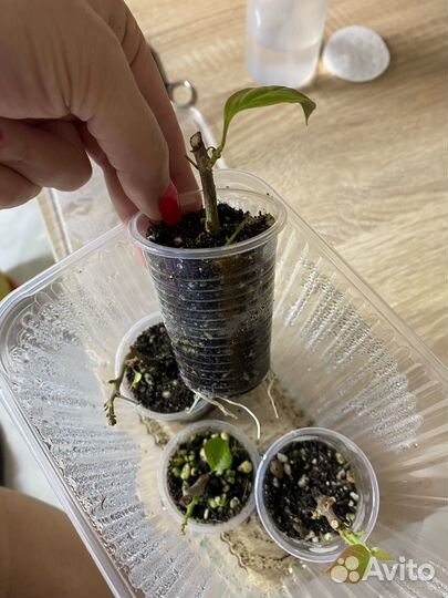 Бугенвиллия