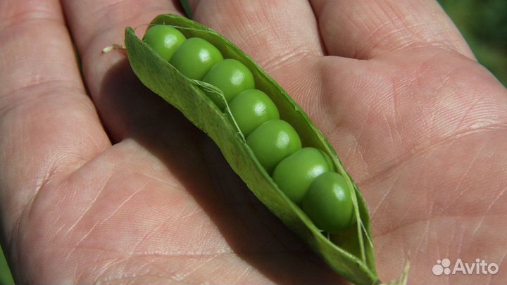 Семена гороха 