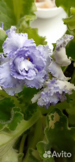 Сортовые фиалки