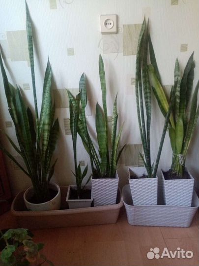 Сансевиерия